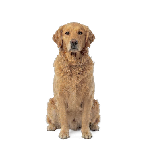 Dogs breed catalog